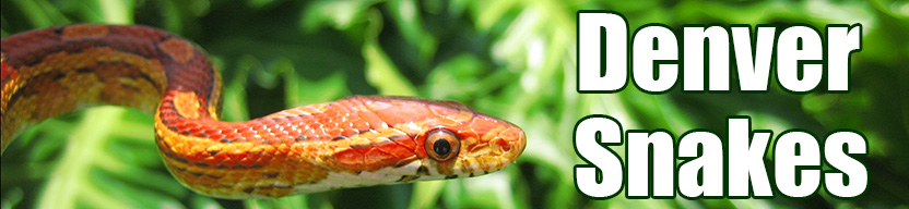Denver snake